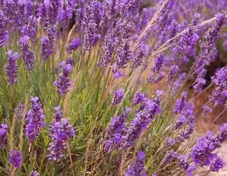 Lavanda Ivan Dolac